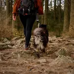 Het Hertenbos 136 - Bos- Groene Oase- Rustmoment- Zwembad Σαλέ